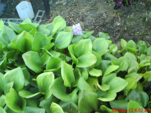 DSC00002.JPG
